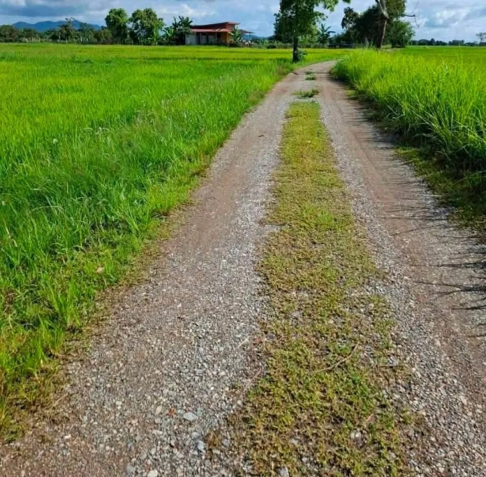 รูปประกอบขายที่ดินเกษตร ต.เวียง อ.เทิง 9 ไร่ 1 งาน 83 ตร.ว. รูปที่ 1