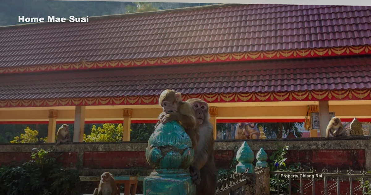 ซื้อบ้านแม่สรวย เชียงราย ต้องเช็กทำเลและสภาพบ้านอะไร